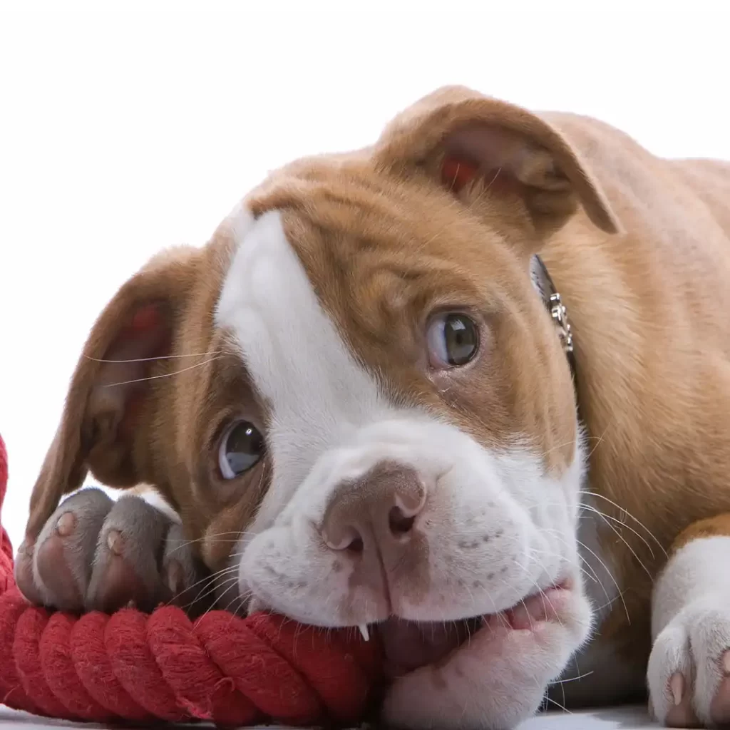 entrenamiento para cachorros. guarderia para cachorros