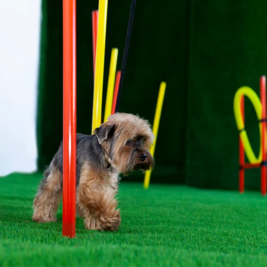 colegio canino y guarderia para perros con juegos